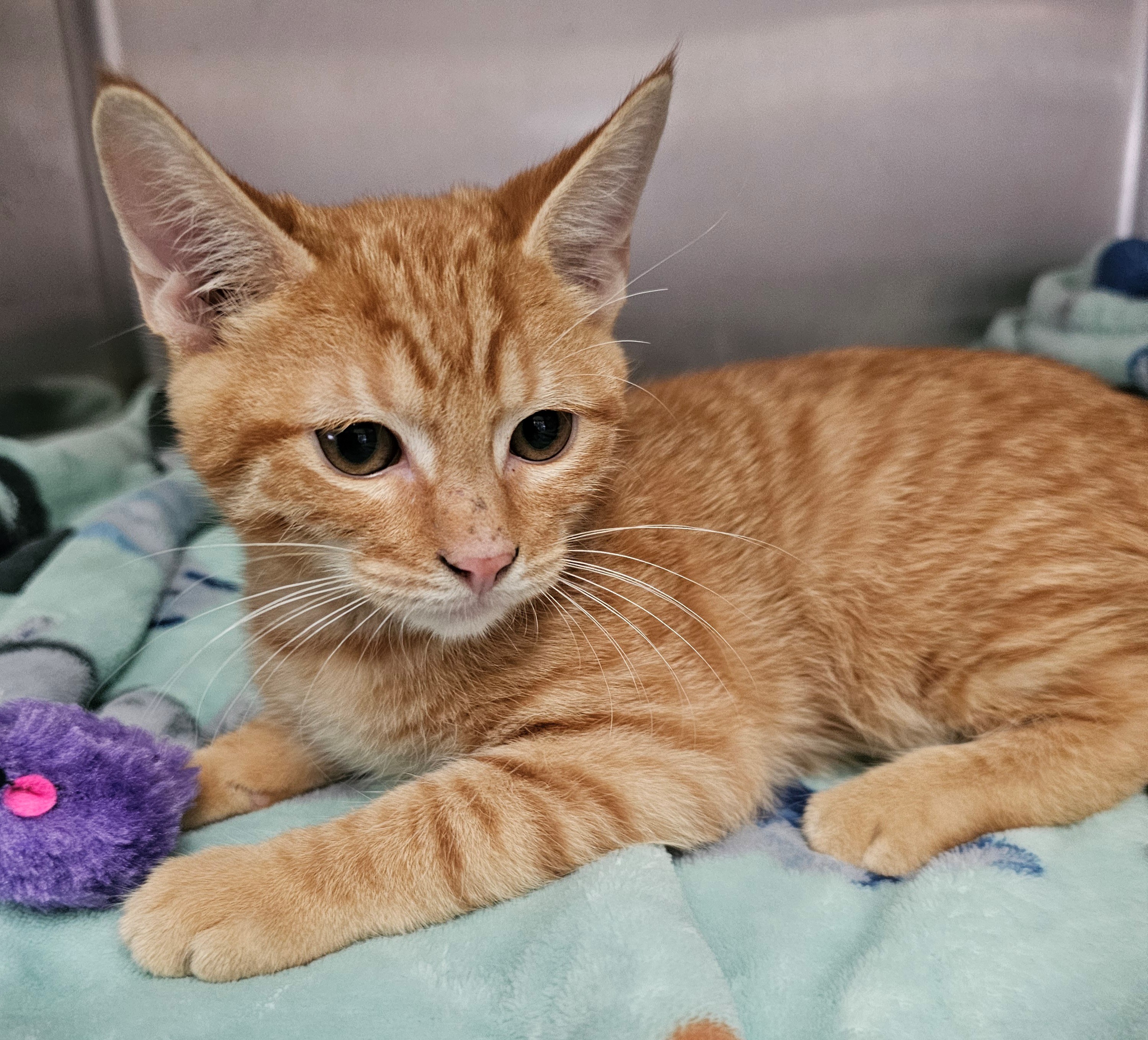 Cat for adoption Butterscotch, a Domestic Short Hair in Universal