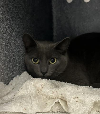 Squirlly, Adoptable, Young Female Domestic Short Hair & Domestic Short Hair.