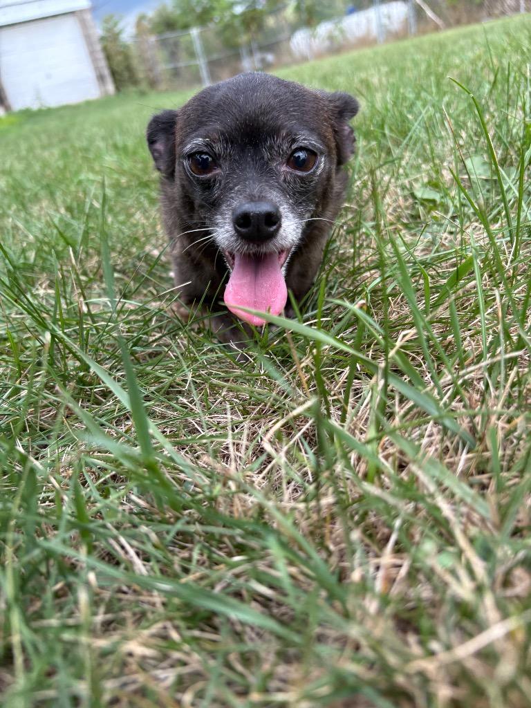 Enlarge Soap (Sophie), a Adoptable mixed breed in Waverly, NY image 2/6
