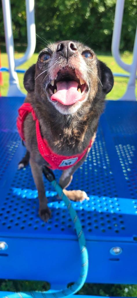 Enlarge Soap (Sophie), a Adoptable mixed breed in Waverly, NY image 3/6