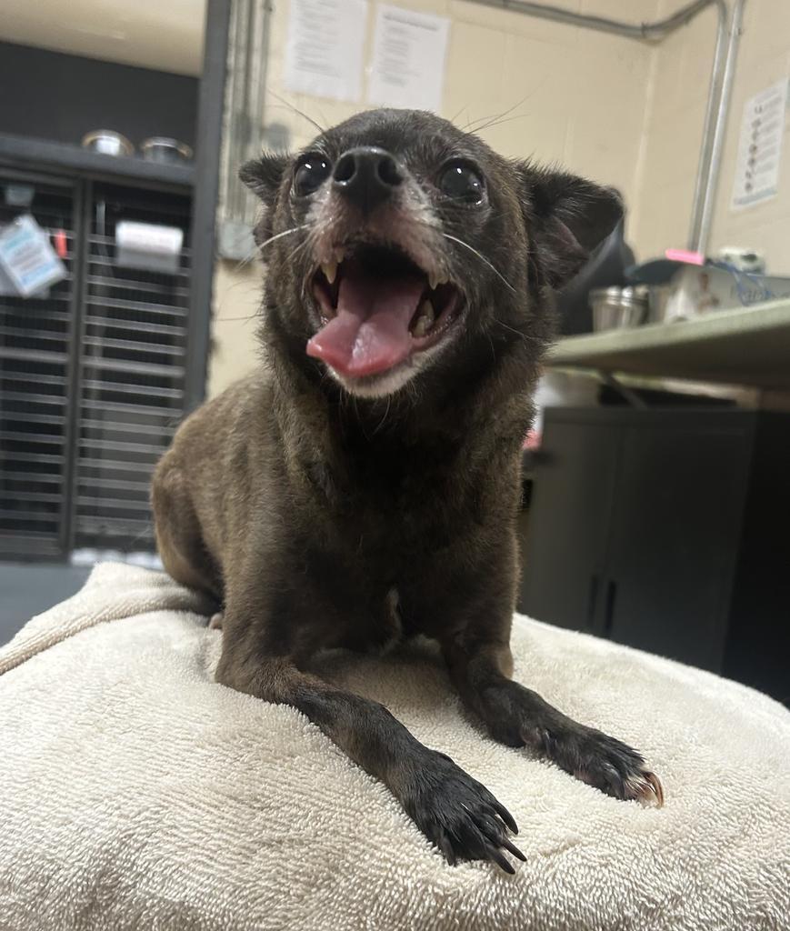Enlarge Soap (Sophie), a Adoptable mixed breed in Waverly, NY image 6/6