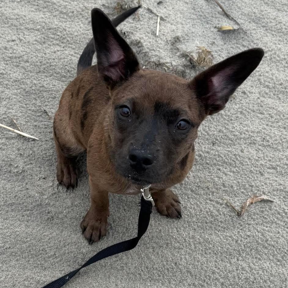 Pip, a Adopted mixed breed in Collingswood, NJ image 1/4