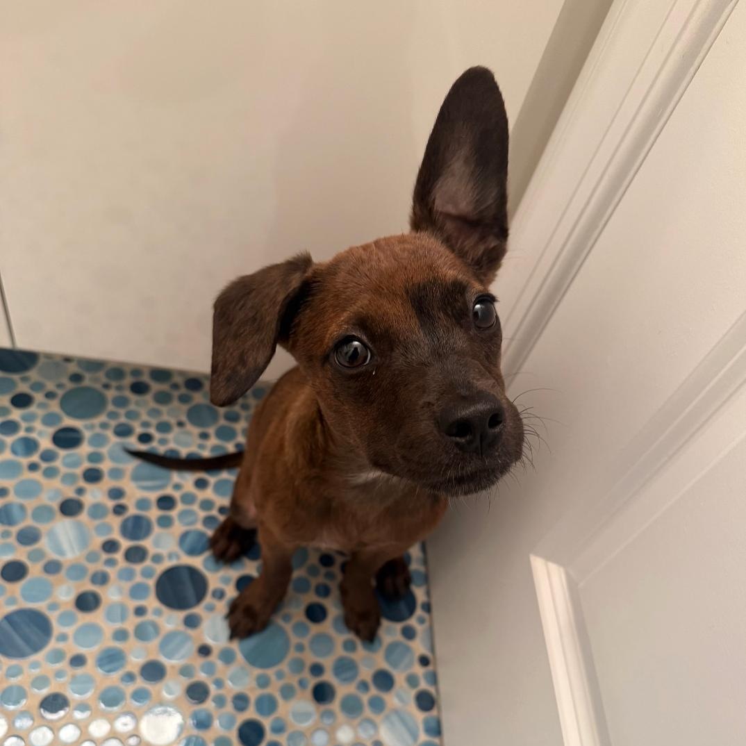 Pip, a Adopted mixed breed in Collingswood, NJ image 3/4