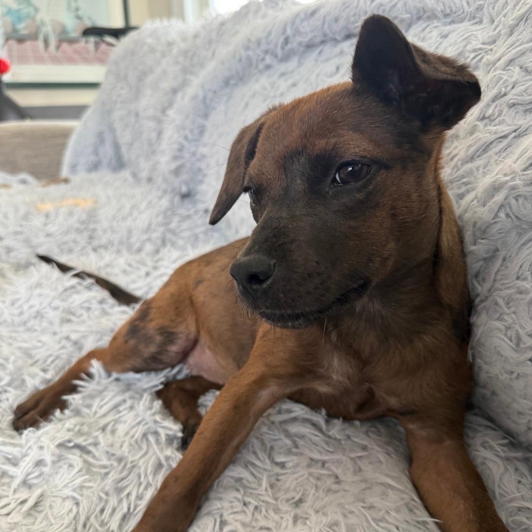 Pip, a Adopted mixed breed in Collingswood, NJ image 2/4