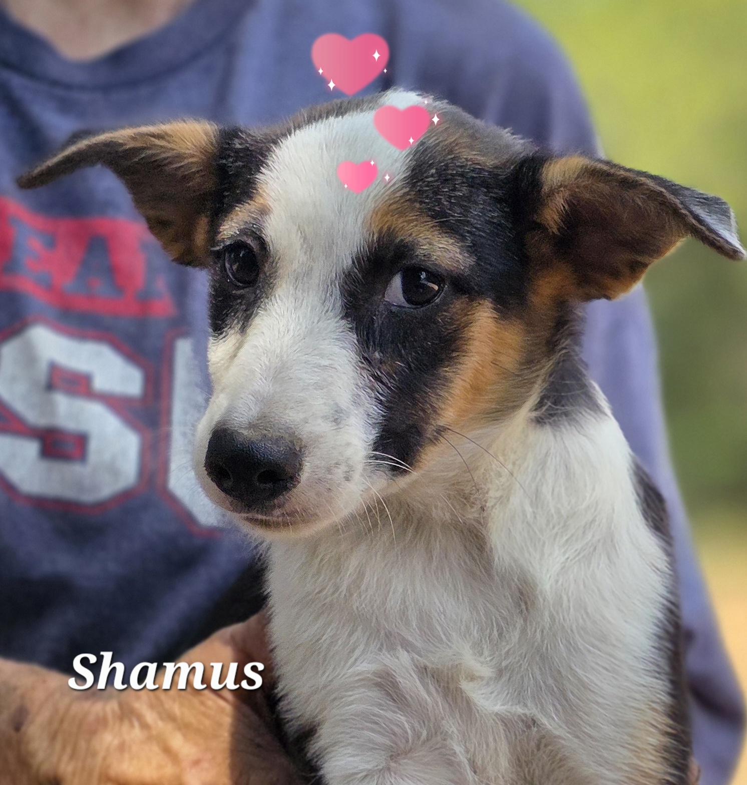 Shamus, Adoptable, Puppy Male Cardigan Welsh Corgi & Australian Shepherd.