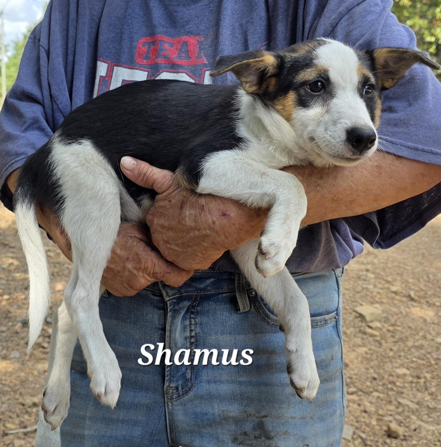 Shamus, a Adoptable mixed breed in Warren, RI image 2/6