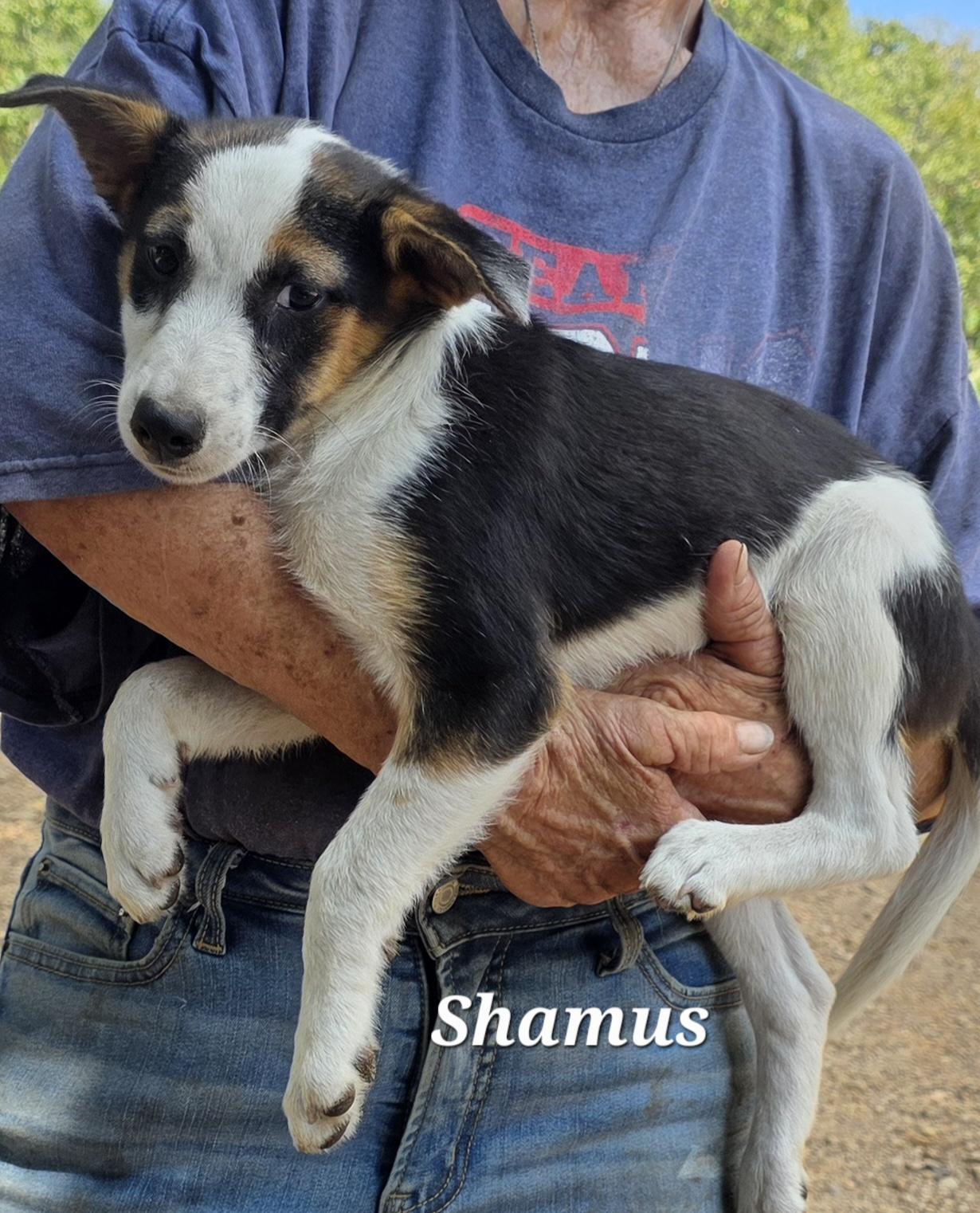 Shamus, a Adoptable mixed breed in Warren, RI image 3/6
