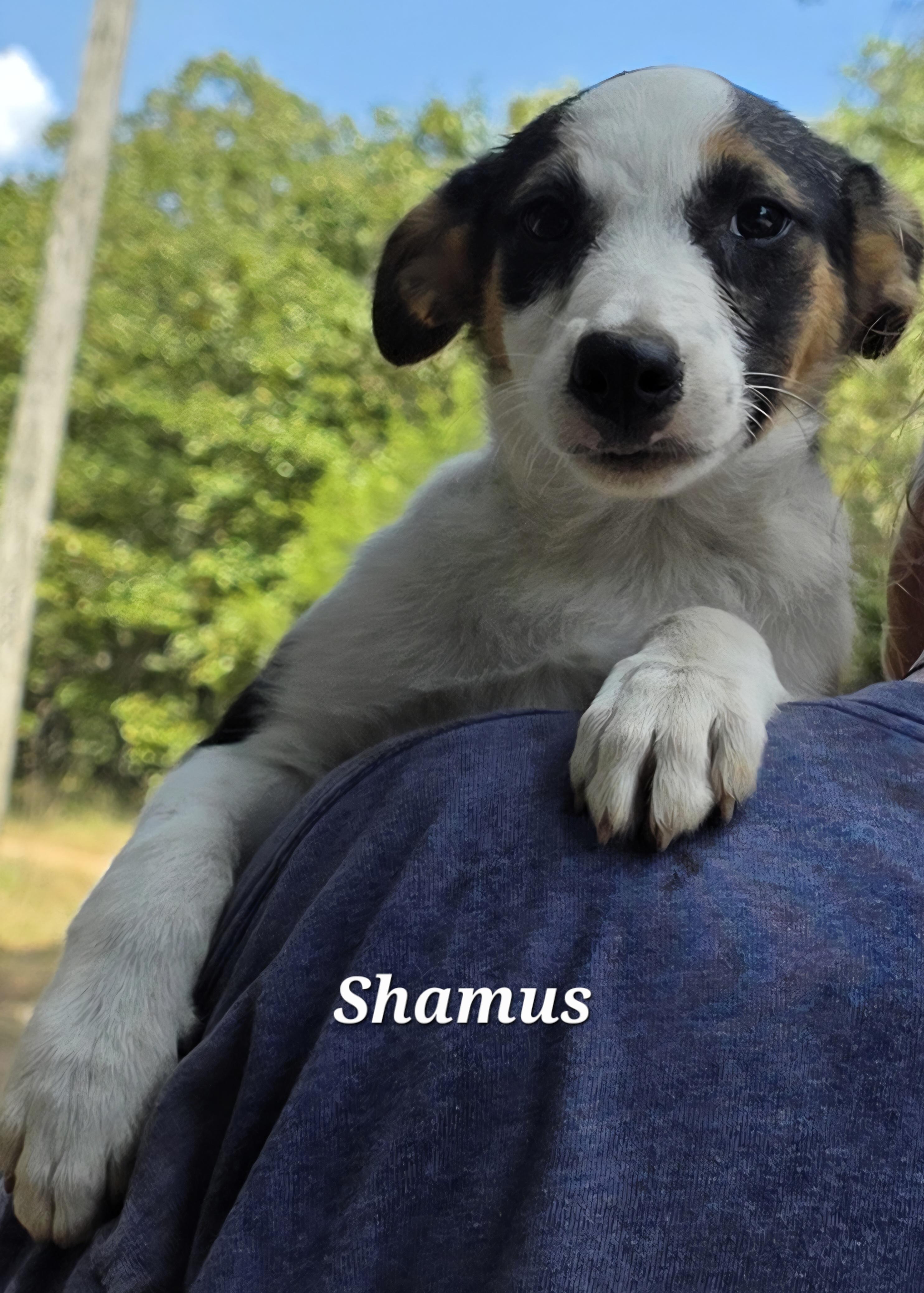 Shamus, a Adoptable mixed breed in Warren, RI image 4/6
