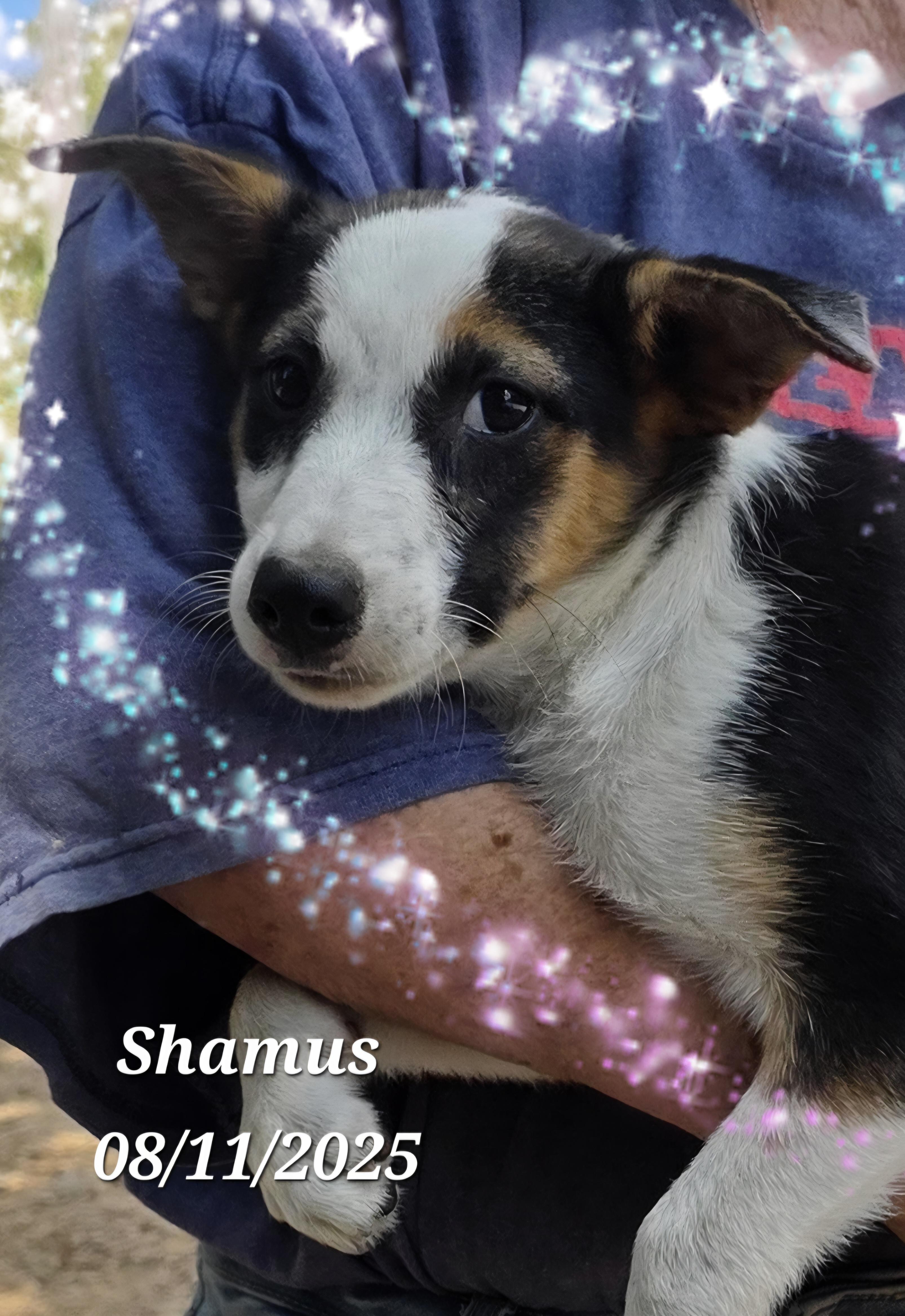 Shamus, a Adoptable mixed breed in Warren, RI image 5/6