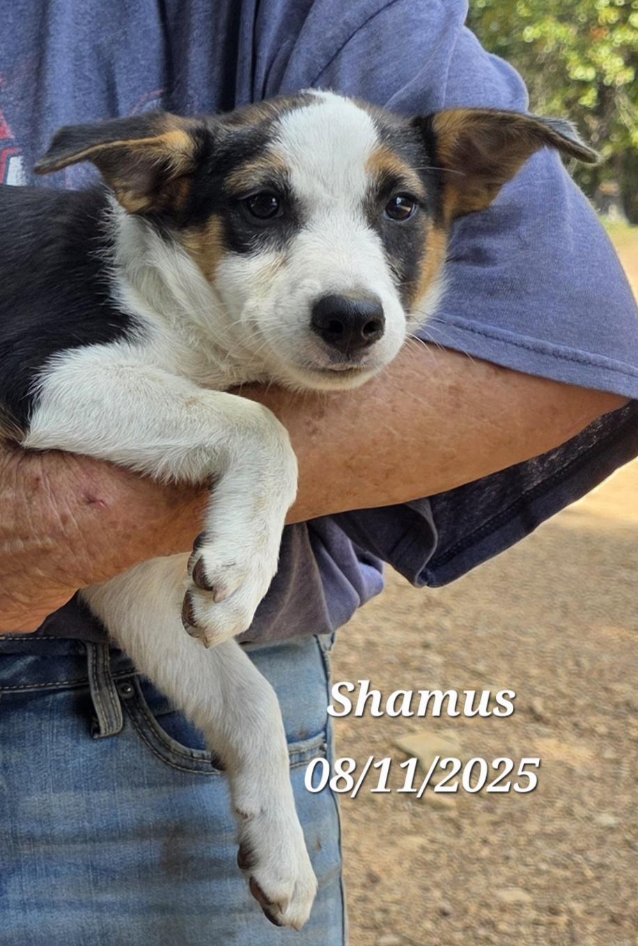 Shamus, a Adoptable mixed breed in Warren, RI image 6/6