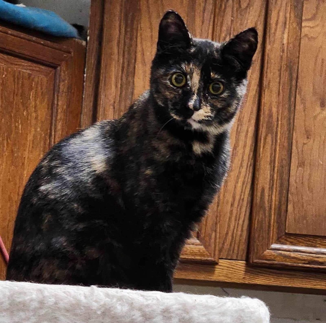 Mindy, Adoptable, Adult Female Calico.