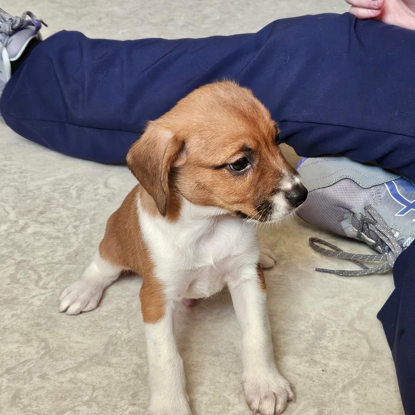 Georgie Brown, a Adopted mixed breed in Evans City, PA image 3/5