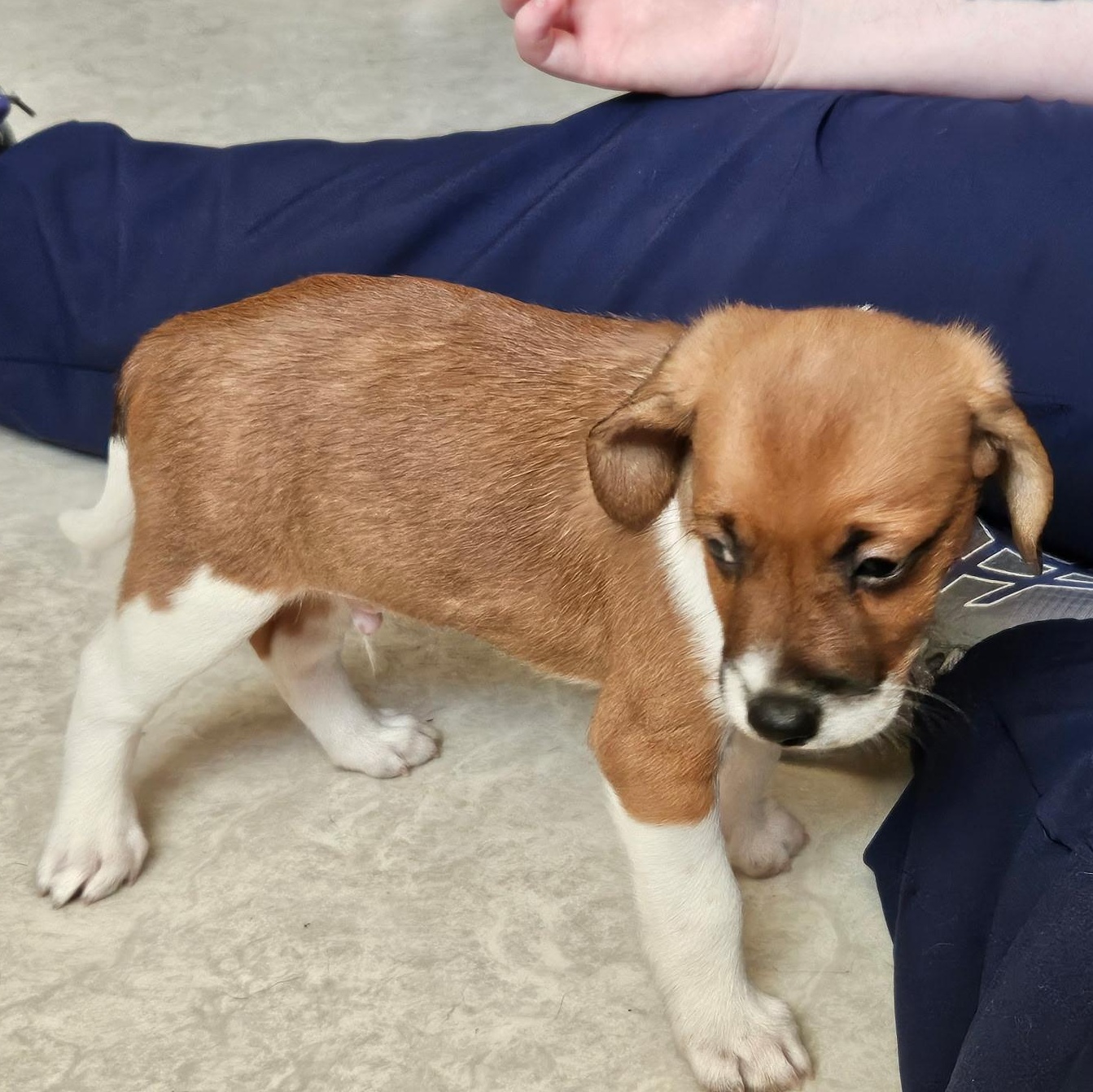 Georgie Brown, a Adopted mixed breed in Evans City, PA image 1/5