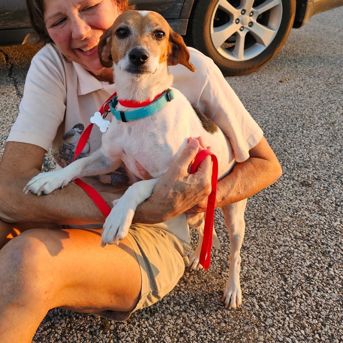 Georgie Brown, a Adopted mixed breed in Evans City, PA image 5/5