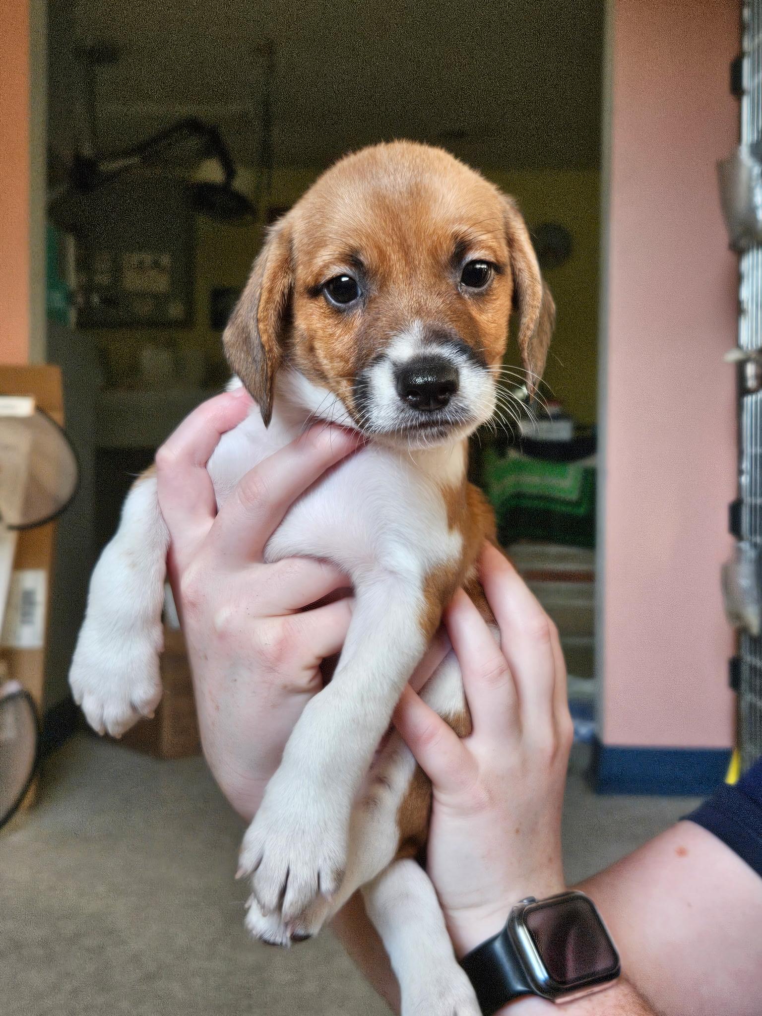 Georgie Brown, a Adopted mixed breed in Evans City, PA image 2/5