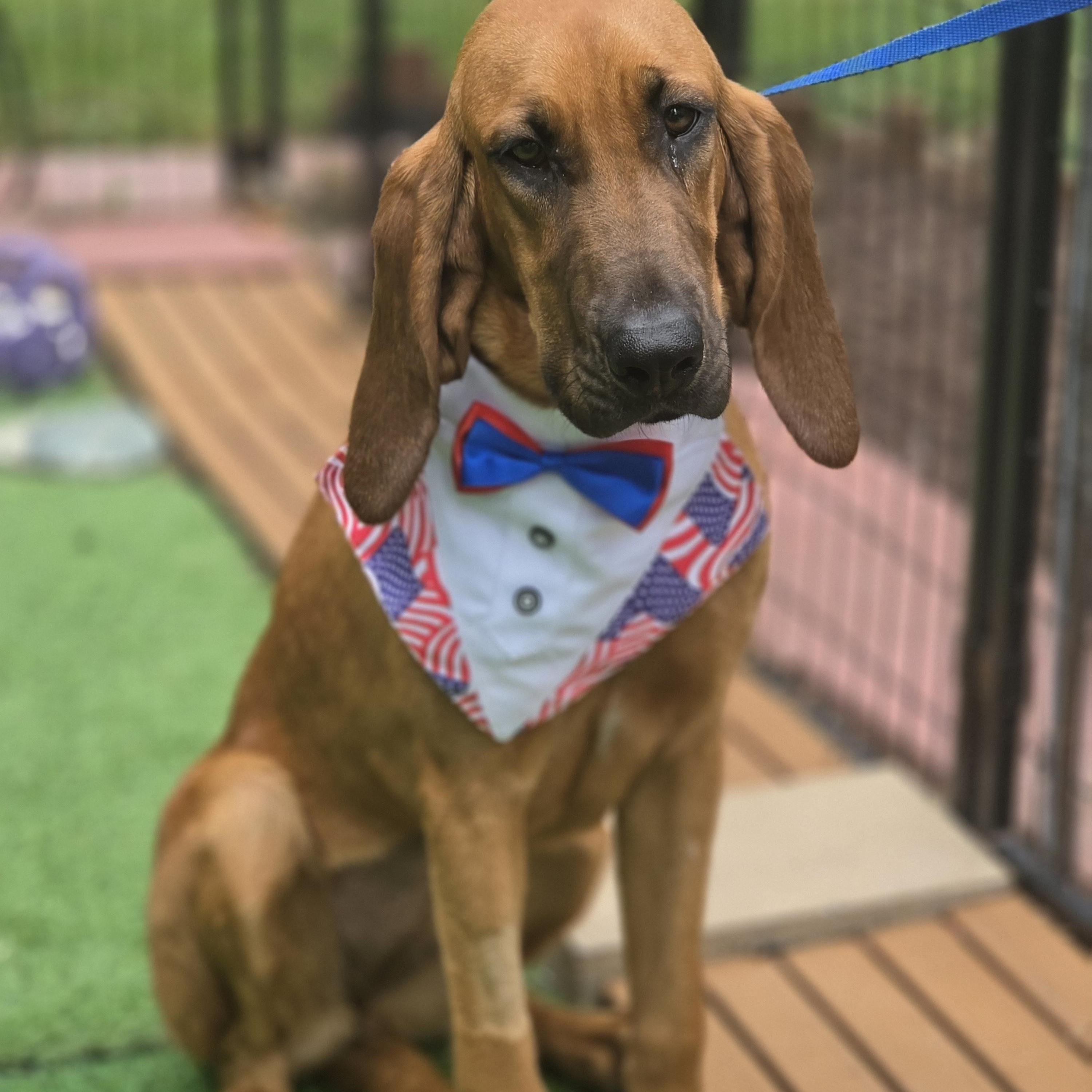 Luann, an adopted Bloodhound in Blairstown, NJ image 1/6