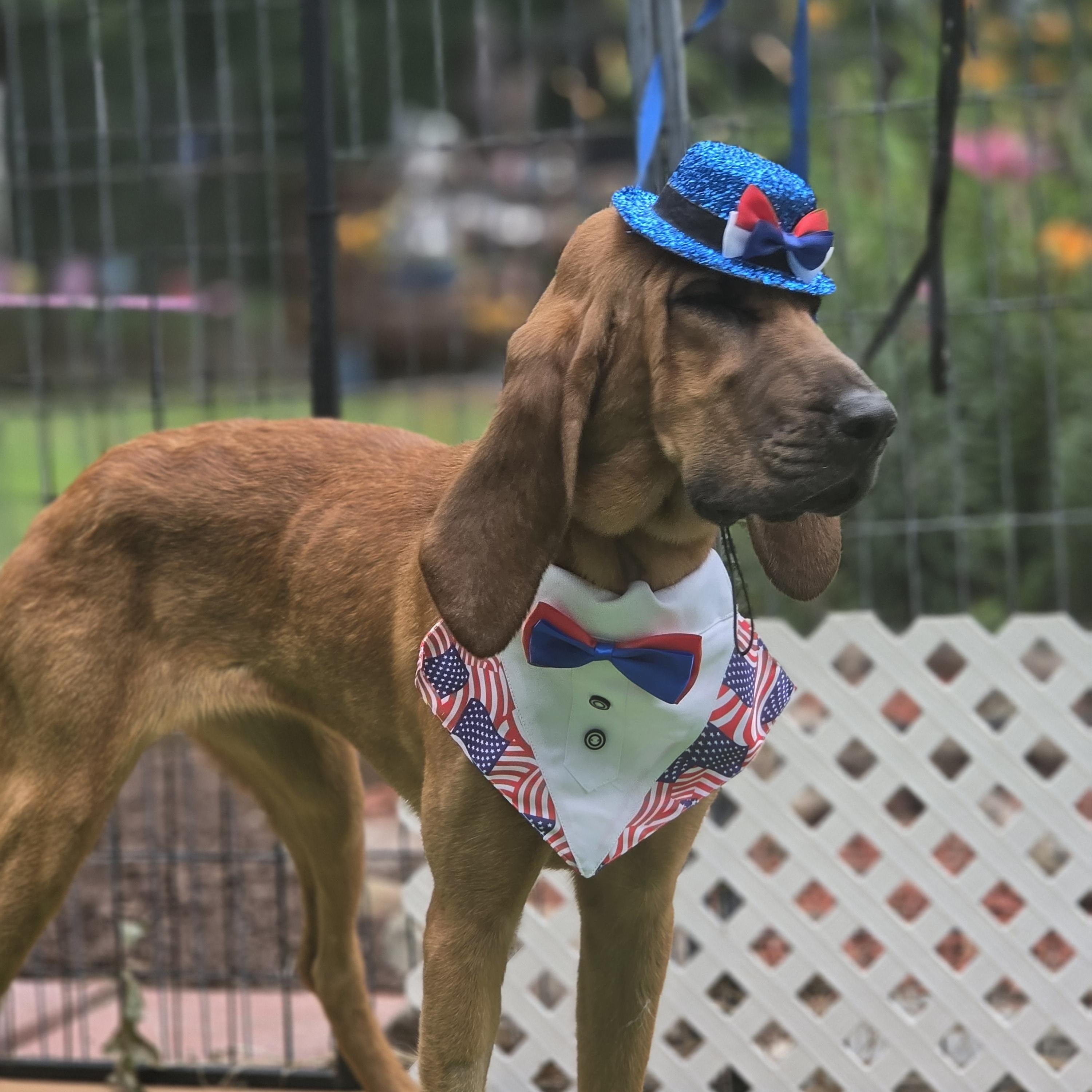 Luann, an adopted Bloodhound in Blairstown, NJ image 5/6