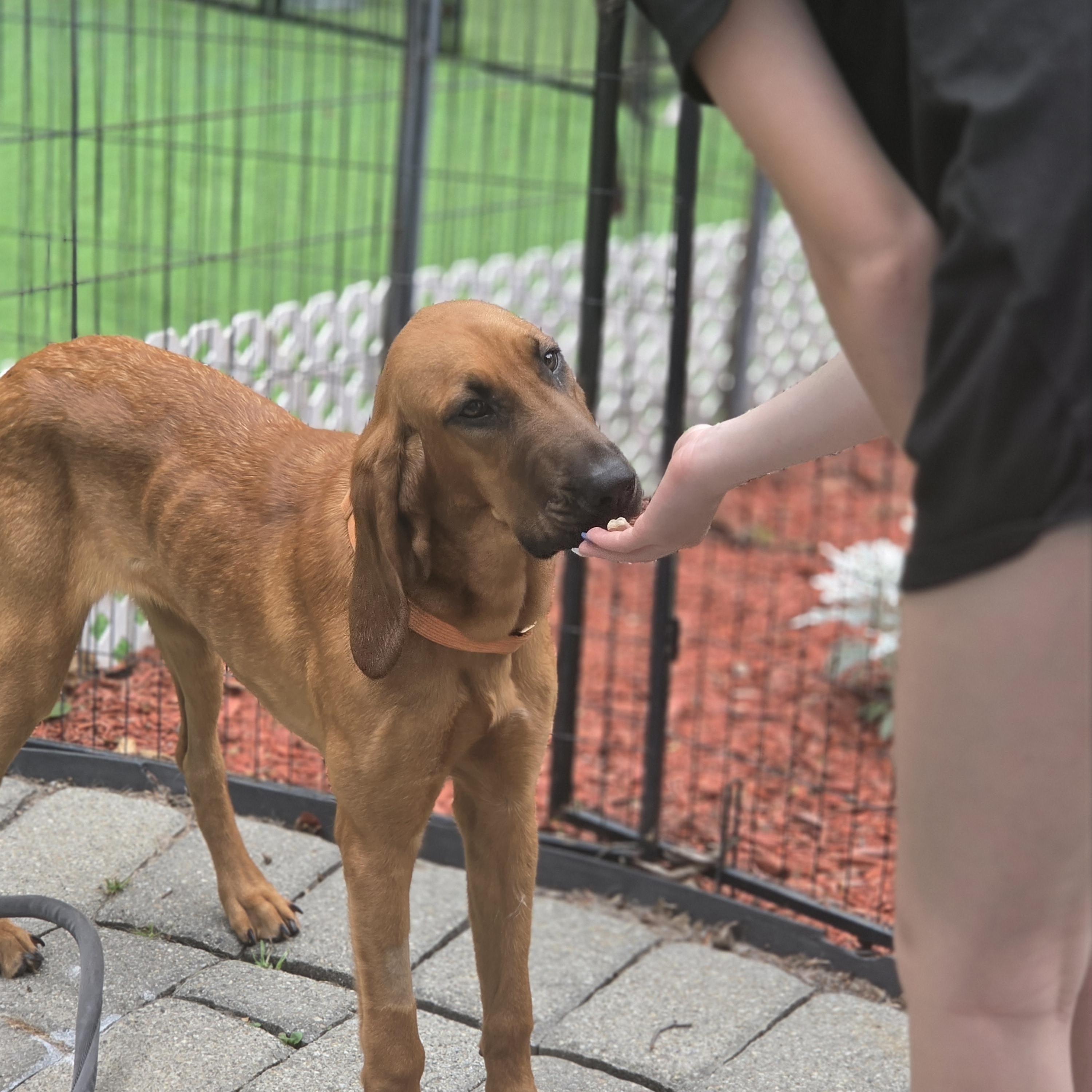 Luann, an adopted Bloodhound in Blairstown, NJ image 6/6
