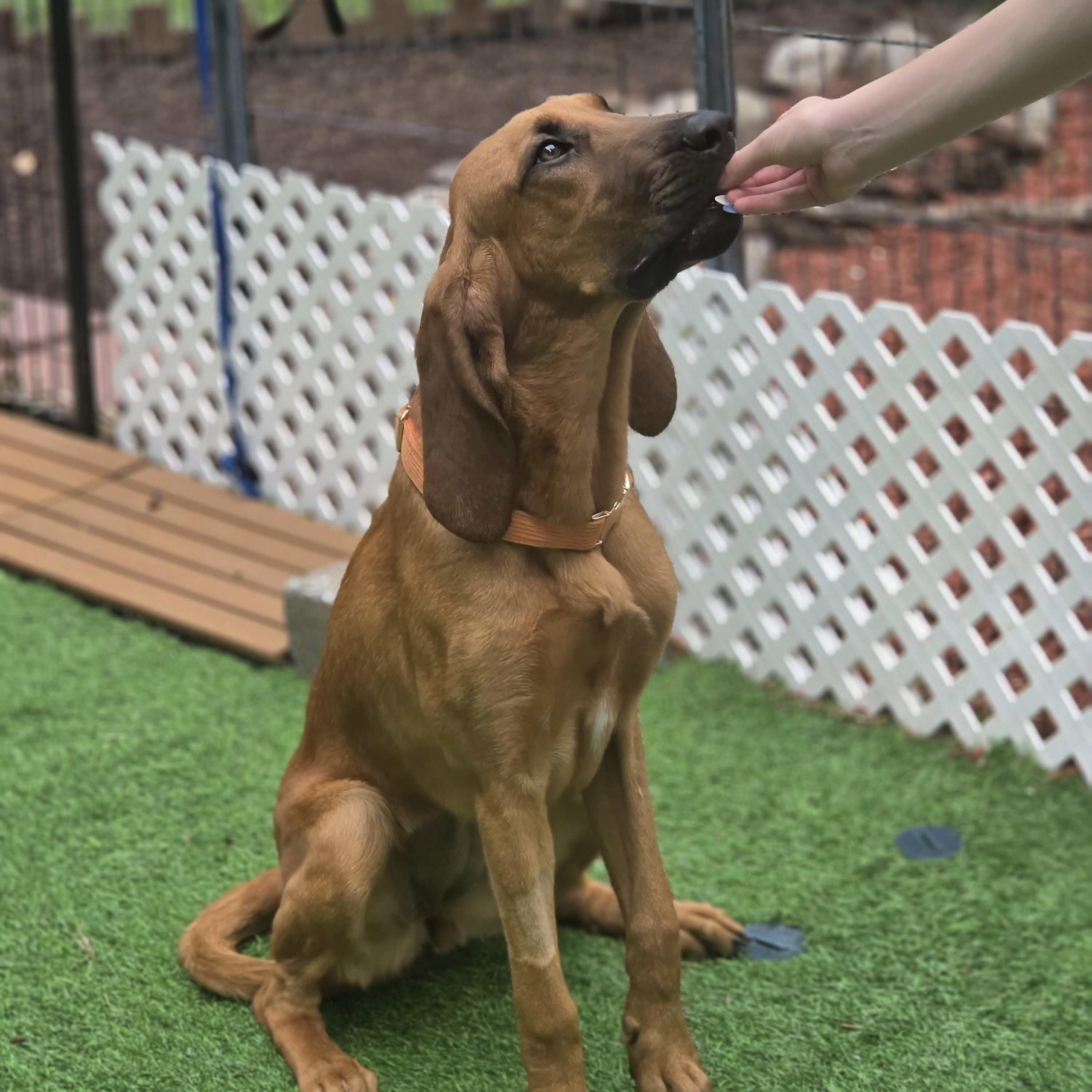 Luann, an adopted Bloodhound in Blairstown, NJ image 4/6
