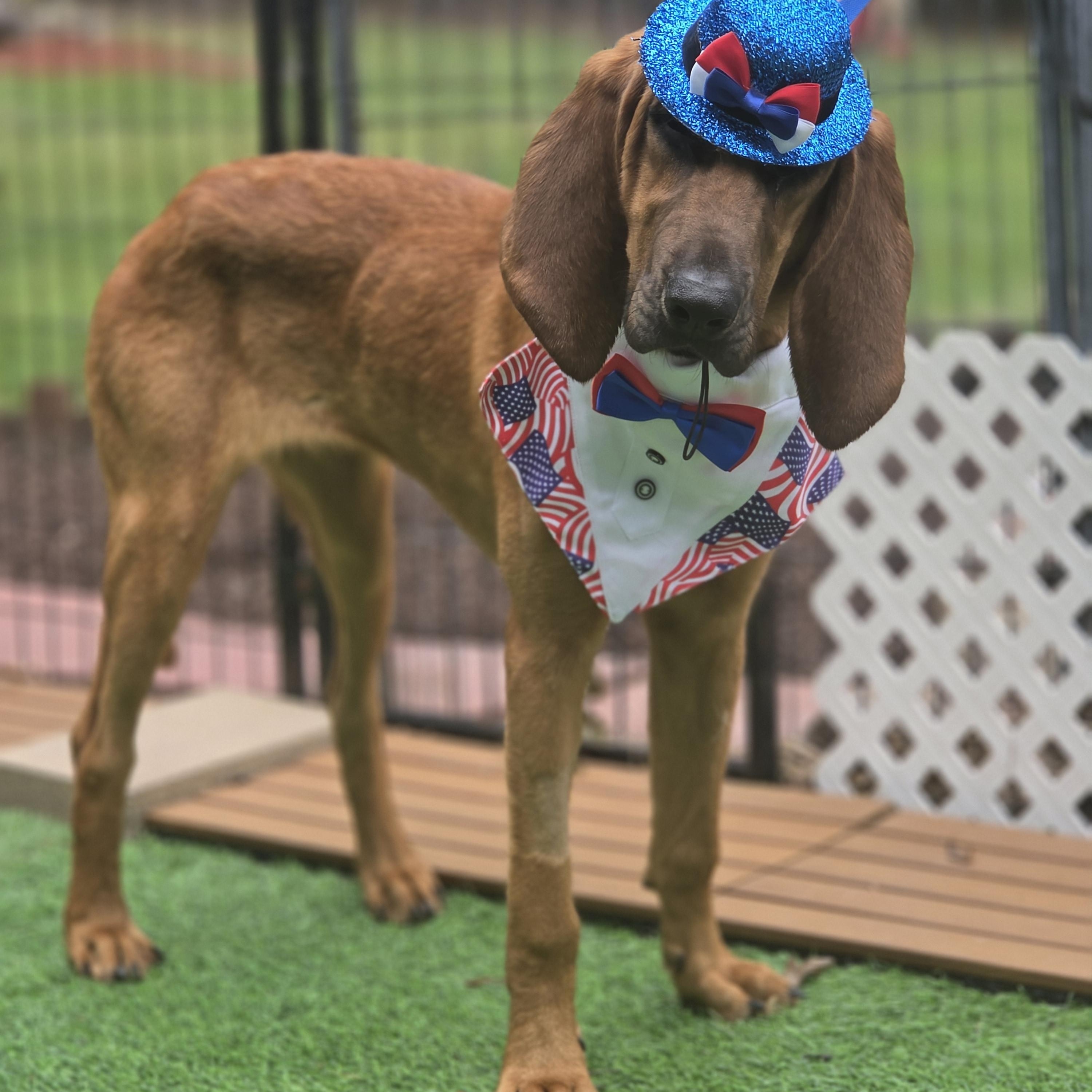 Luann, an adopted Bloodhound in Blairstown, NJ image 2/6