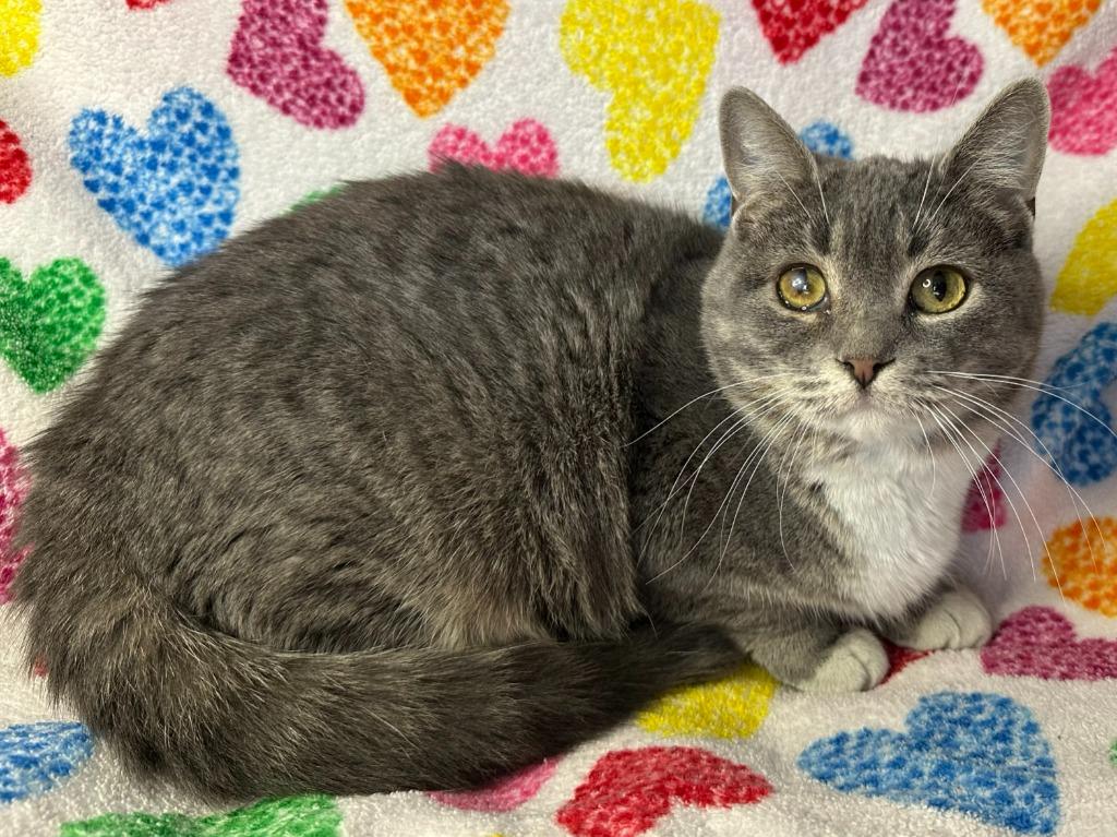 Enlarge Catsby, a Adoptable Domestic Short Hair in Benld, IL image 2/3