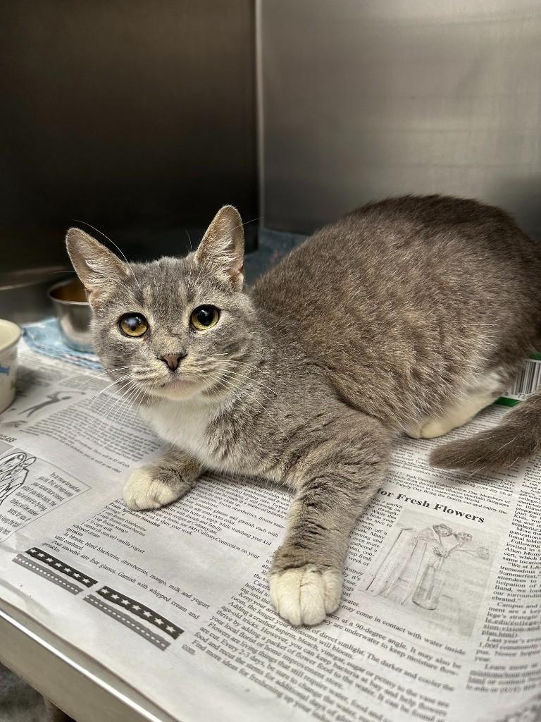 Enlarge Catsby, a Adoptable Domestic Short Hair in Benld, IL image 3/3