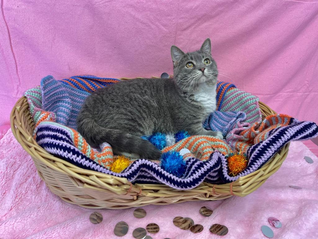 Catsby, Adoptable, Young Female Domestic Short Hair.