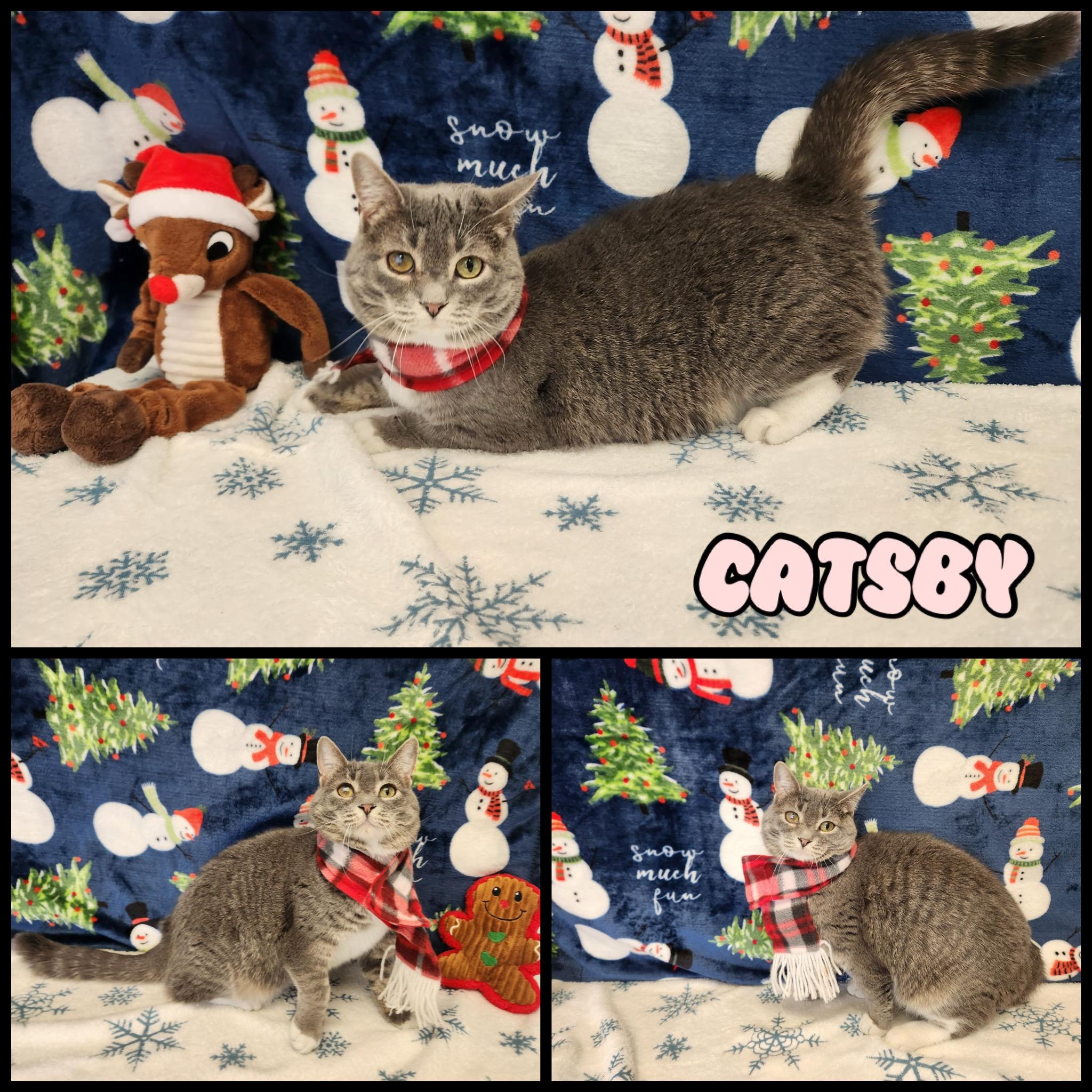 Catsby, Adoptable, Young Female Domestic Short Hair.