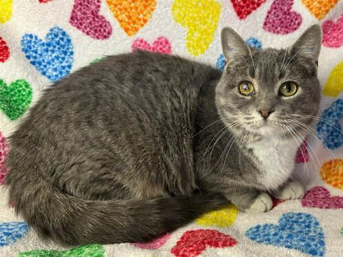 Catsby, Adoptable, Young Female Domestic Short Hair.