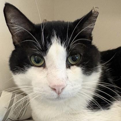 Squeaker, Adoptable, Adult Male Domestic Short Hair & Domestic Short Hair.
