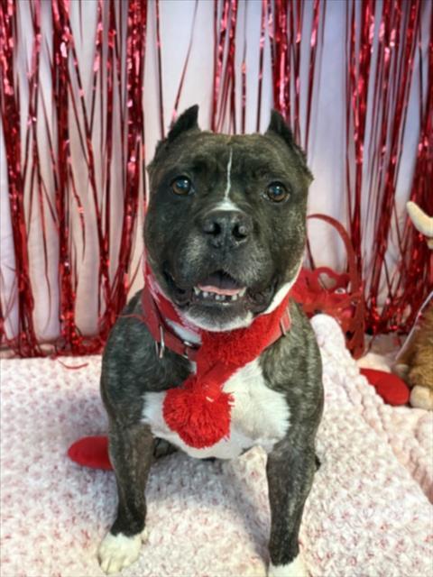 Enlarge DESI, a Adoptable Staffordshire Bull Terrier in Los Angeles, CA image 1/1