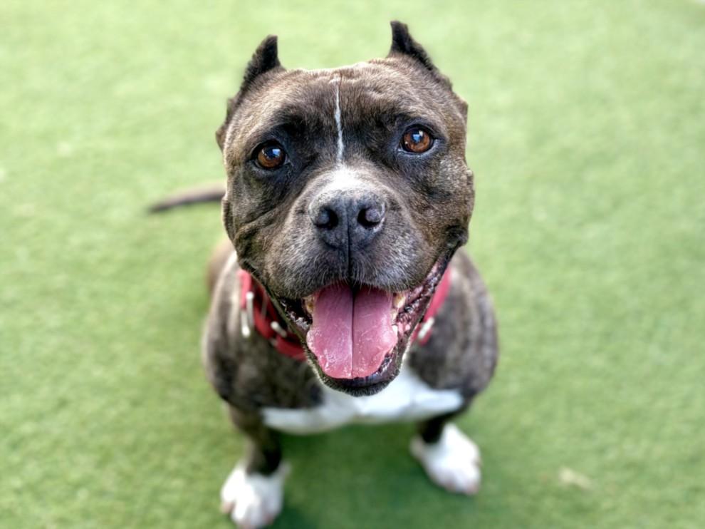 Enlarge DESI, a Adoptable Staffordshire Bull Terrier in Los Angeles, CA image 1/1