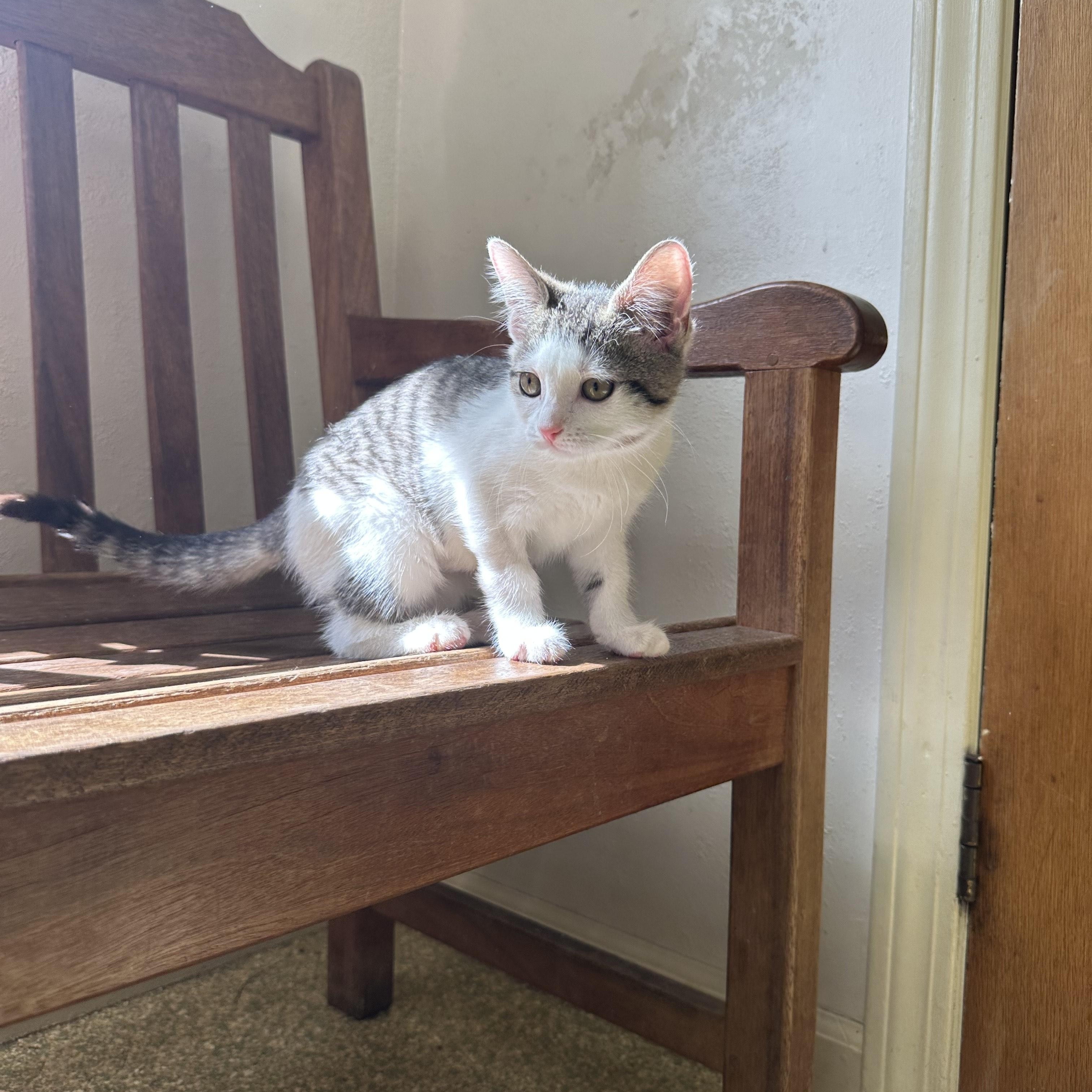 Charlotte, Adopted, Young Female Domestic Short Hair.