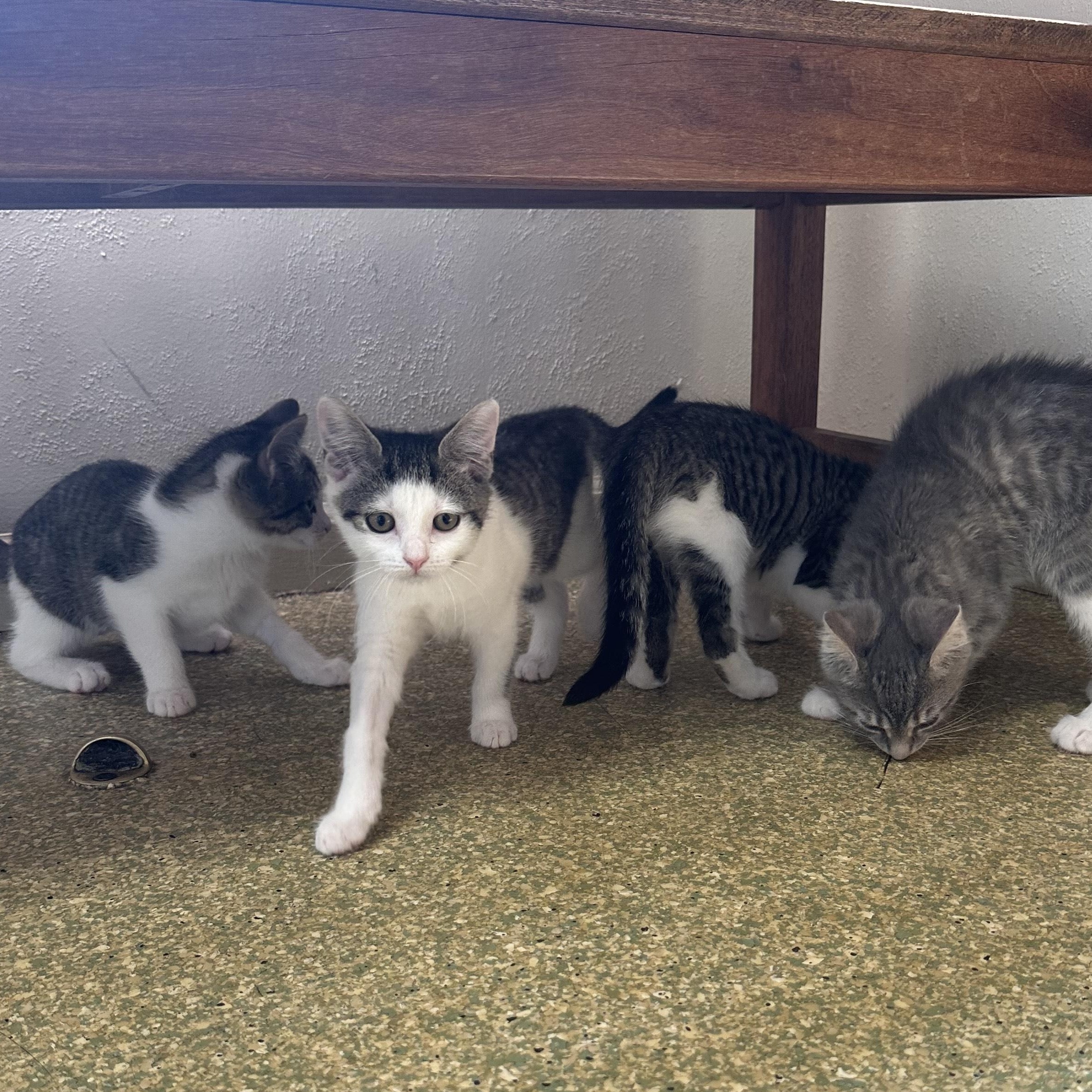 Charlotte, Adopted, Young Female Domestic Short Hair.