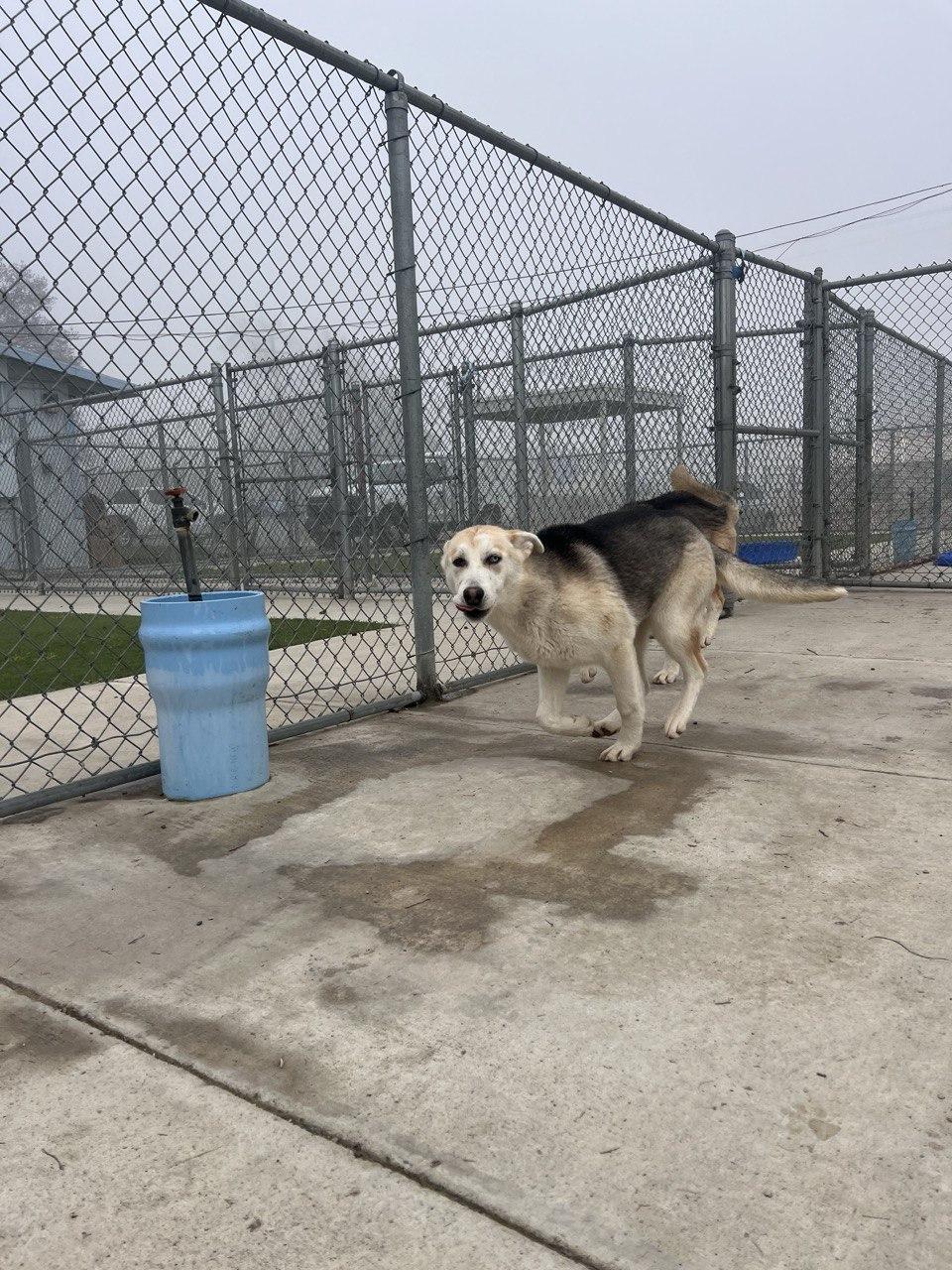 Enlarge SARAH (AVAILABLE JANUARY 26, 2026), a ADOPTABLE mixed breed in Wasco, CA image 2/3