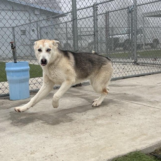 SARAH (AVAILABLE JANUARY 26, 2026), ADOPTABLE, Young Female Husky.