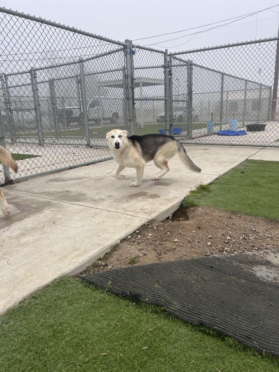 Enlarge SARAH (AVAILABLE JANUARY 26, 2026), a ADOPTABLE mixed breed in Wasco, CA image 3/3