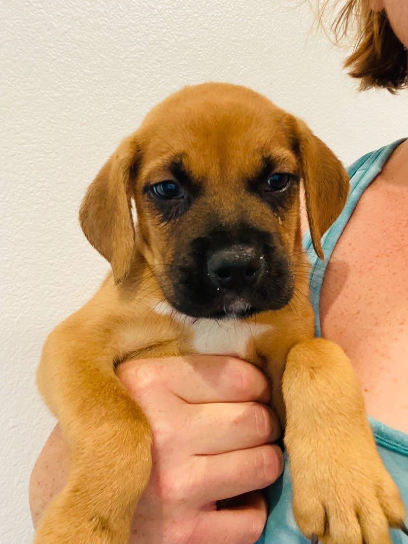 Sirloin, an adoptable Terrier, Black Labrador Retriever in Aberdeen, SD, 57401 | Photo Image 2
