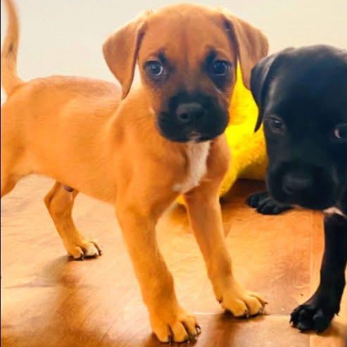 Sirloin, Baby Male Terrier