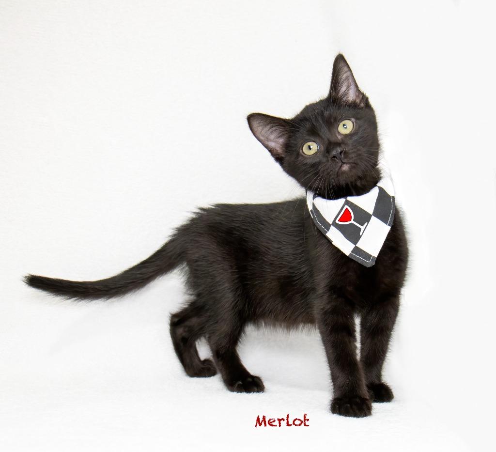 Merlot, Adoptable, Kitten Male Domestic Medium Hair.