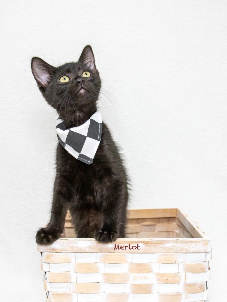 Merlot, a Adoptable mixed breed in Hot Springs Village, AR image 2/2