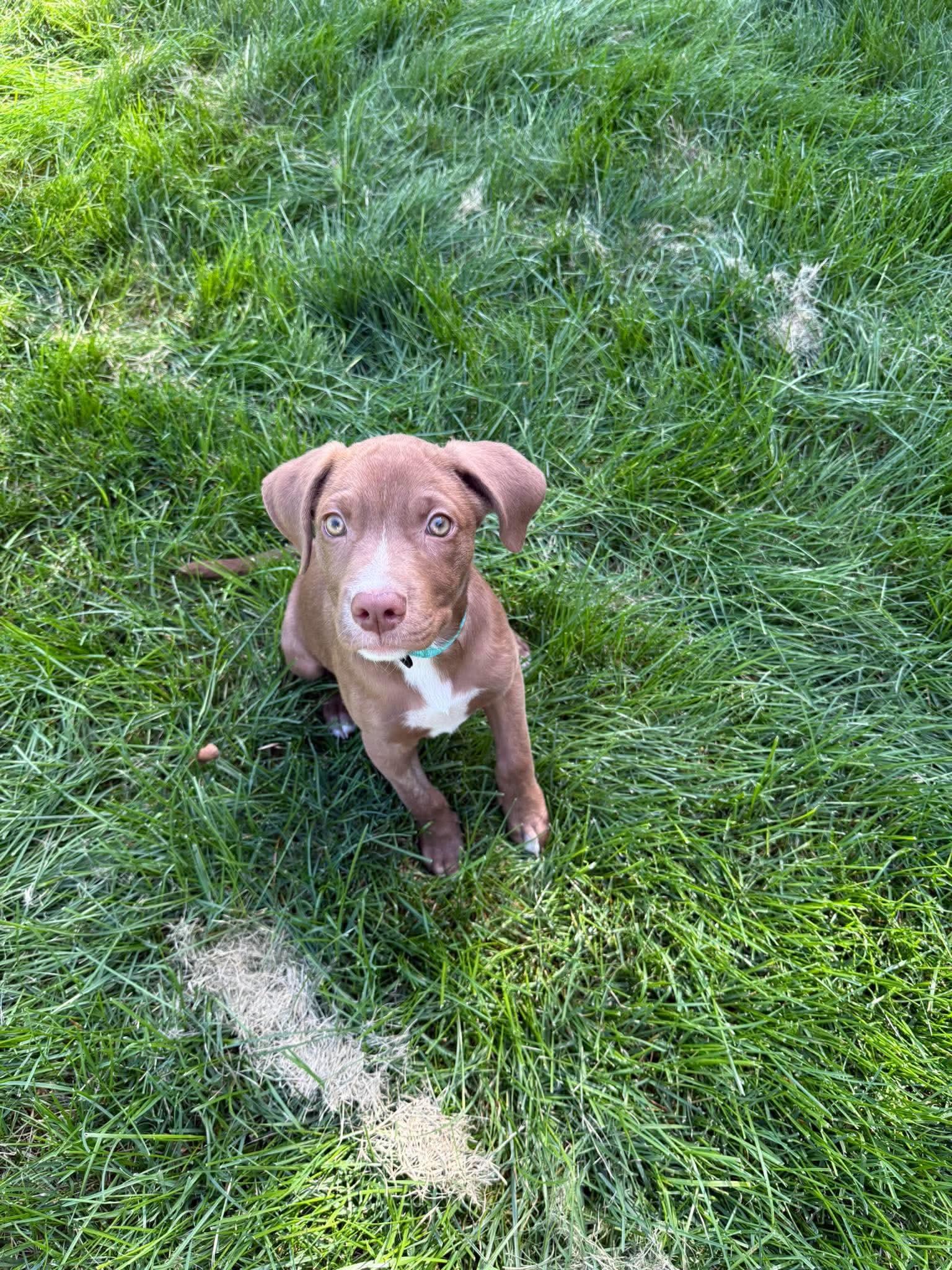 Lucy, Adoptable, Puppy Female Chocolate Labrador Retriever.