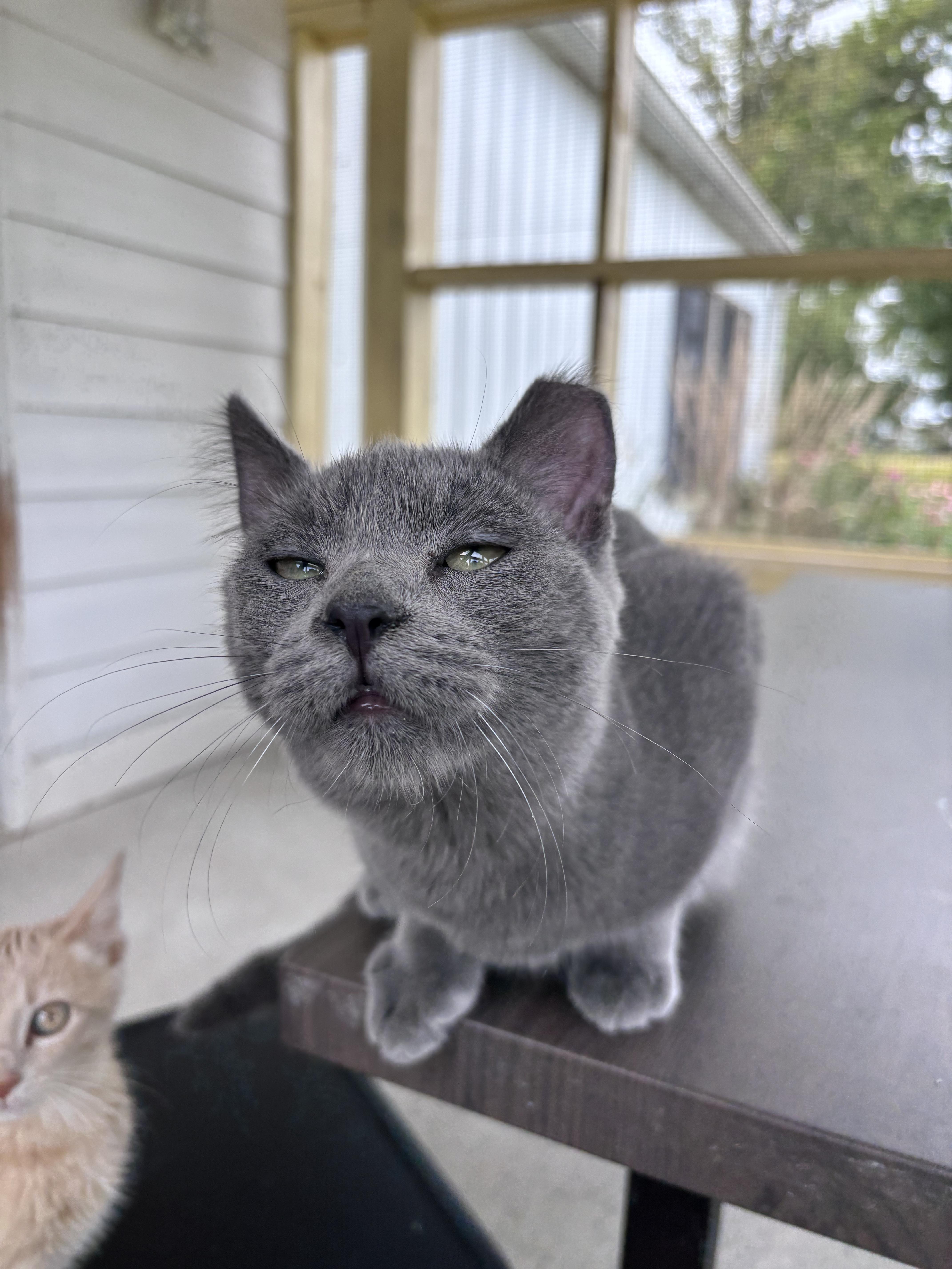 Rowen, Adoptable, Young Male Domestic Short Hair.