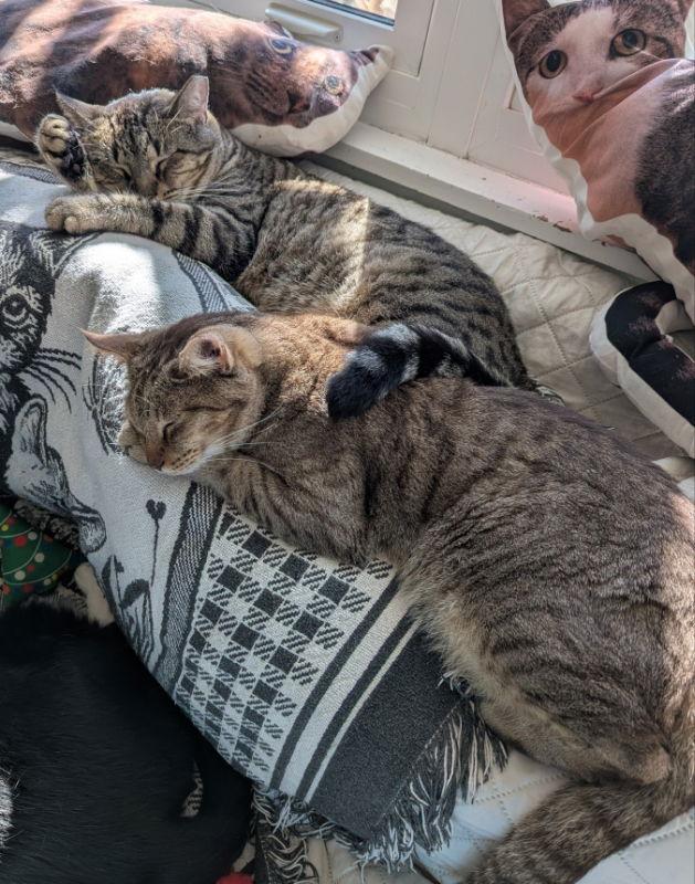 Tomahawk, Adoptable, Adult Male Domestic Short Hair & Bengal.