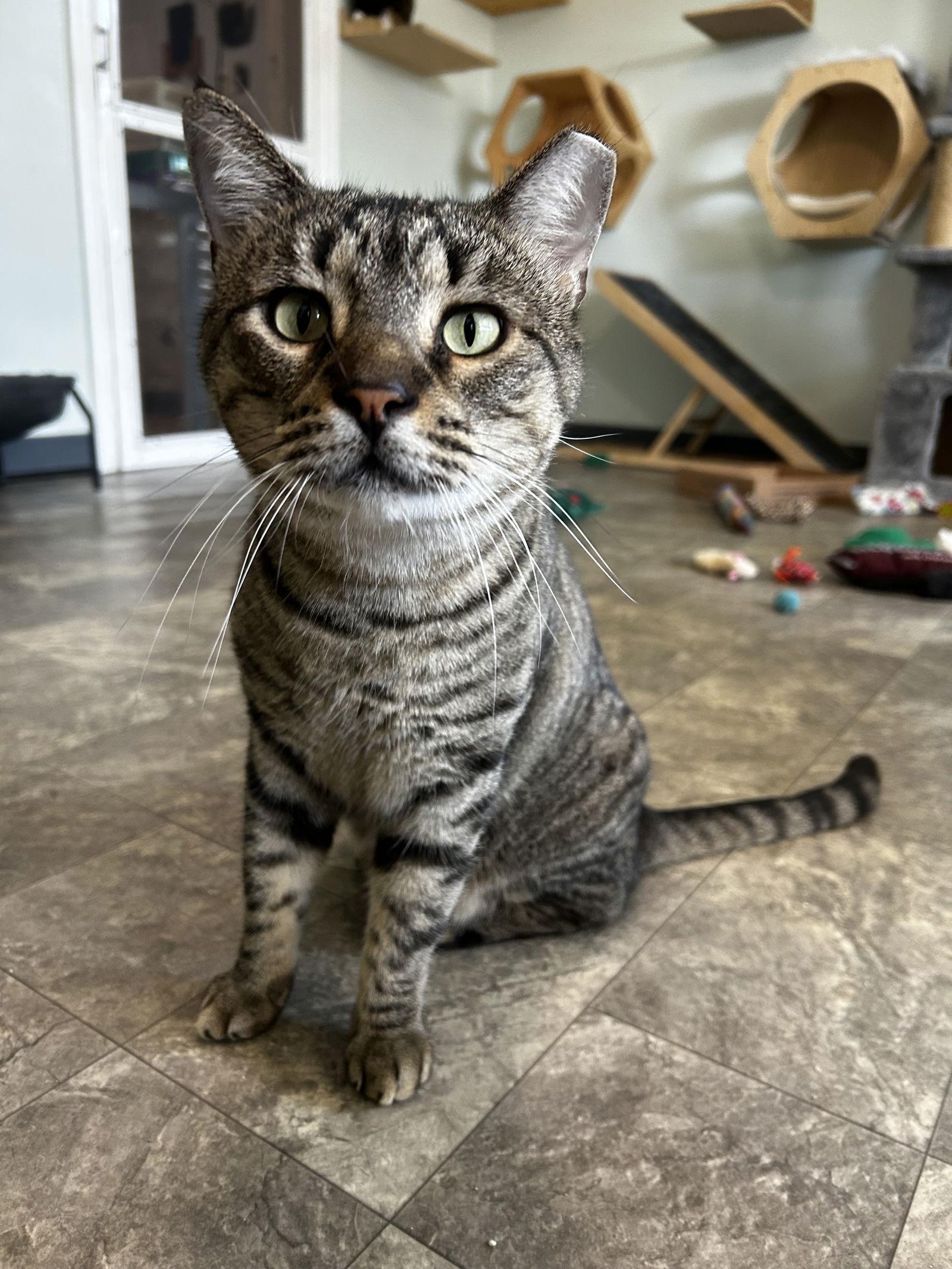 Tomahawk, Adoptable, Adult Male Domestic Short Hair & Bengal.
