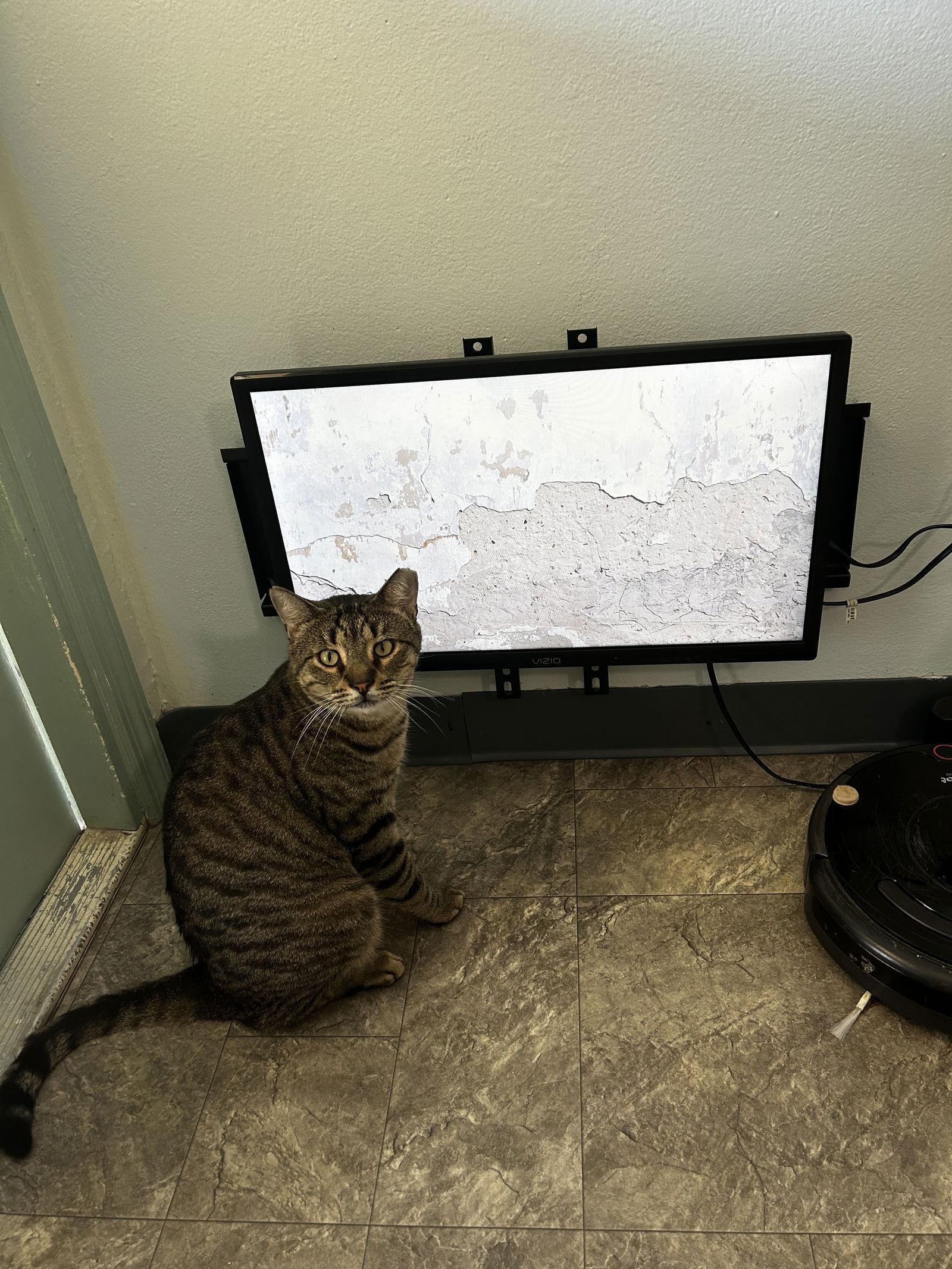 Enlarge Tomahawk, a Adoptable mixed breed in Ocala, FL image 2/6