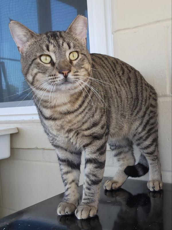 Tomahawk thumbnail 3