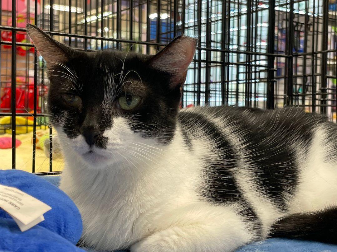 Kitty, a Adoptable Tuxedo in Oakland Park, FL image 1/2