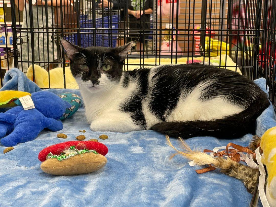 Kitty, a Adoptable Tuxedo in Oakland Park, FL image 2/2