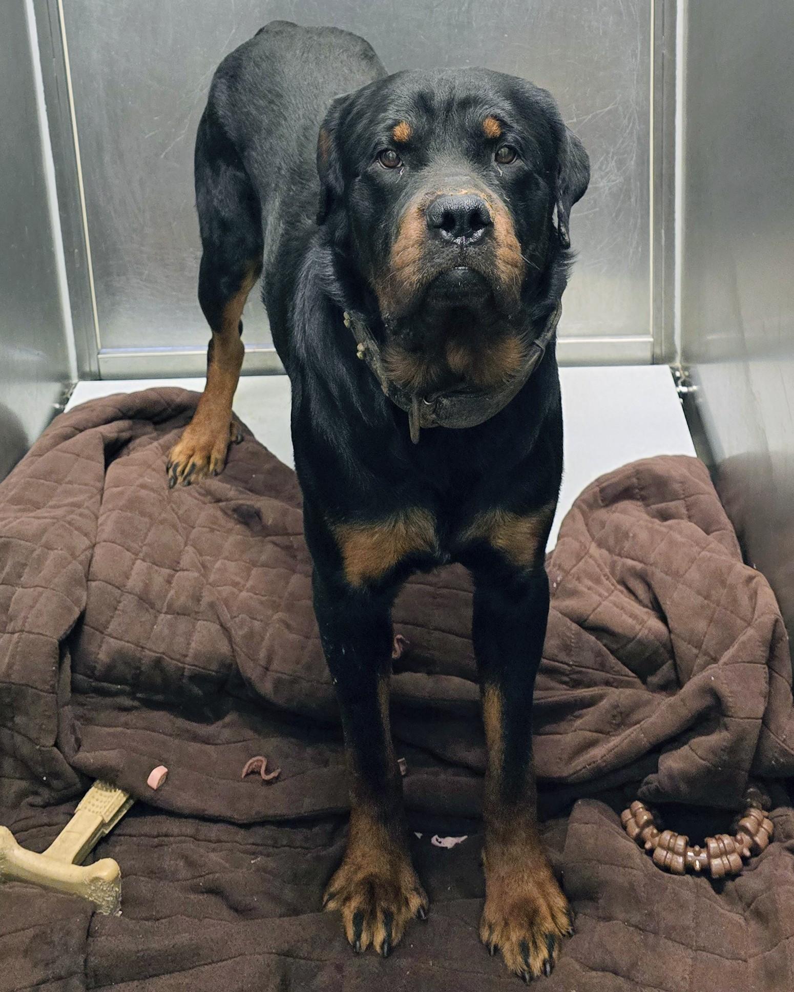 Enlarge 26-355 Rocco, a Adoptable Rottweiler in Amityville, NY image 6/6